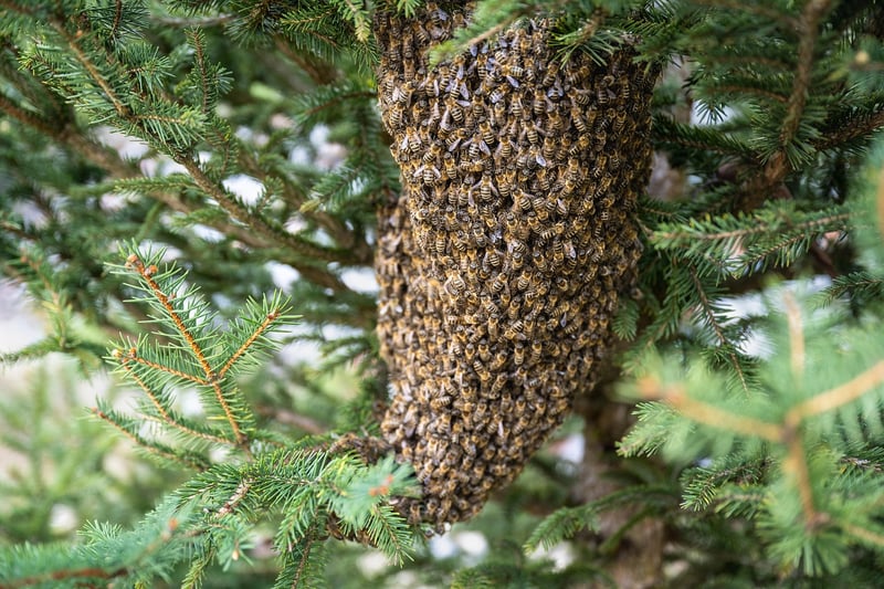 Beekeeping Basics