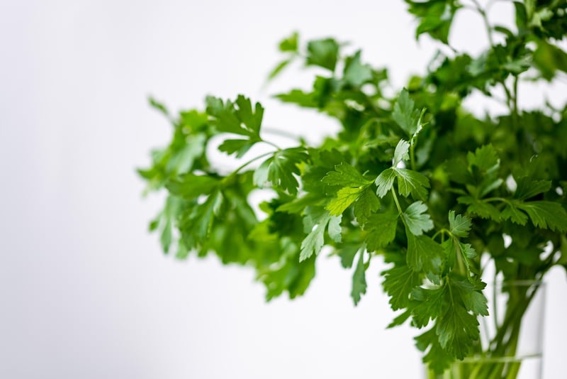 Herb Garden Crafts