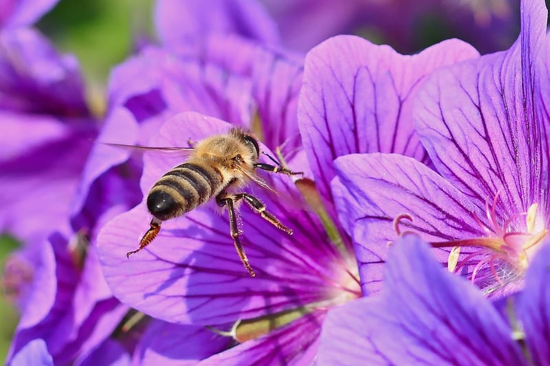 Beekeeping in urban area