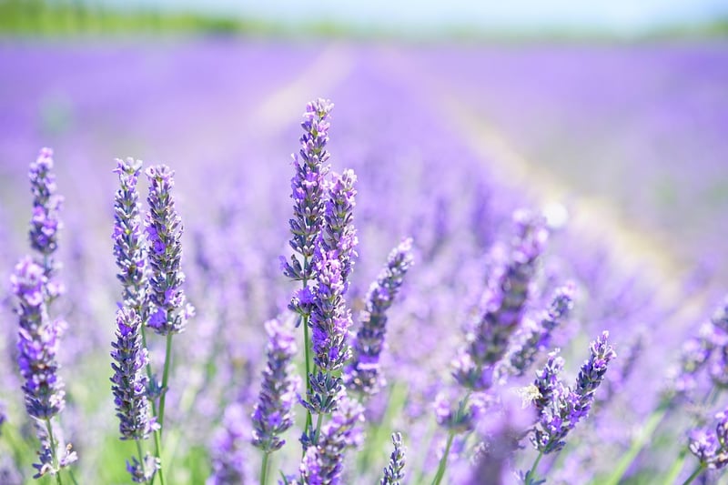 Herb-Infused Crafts